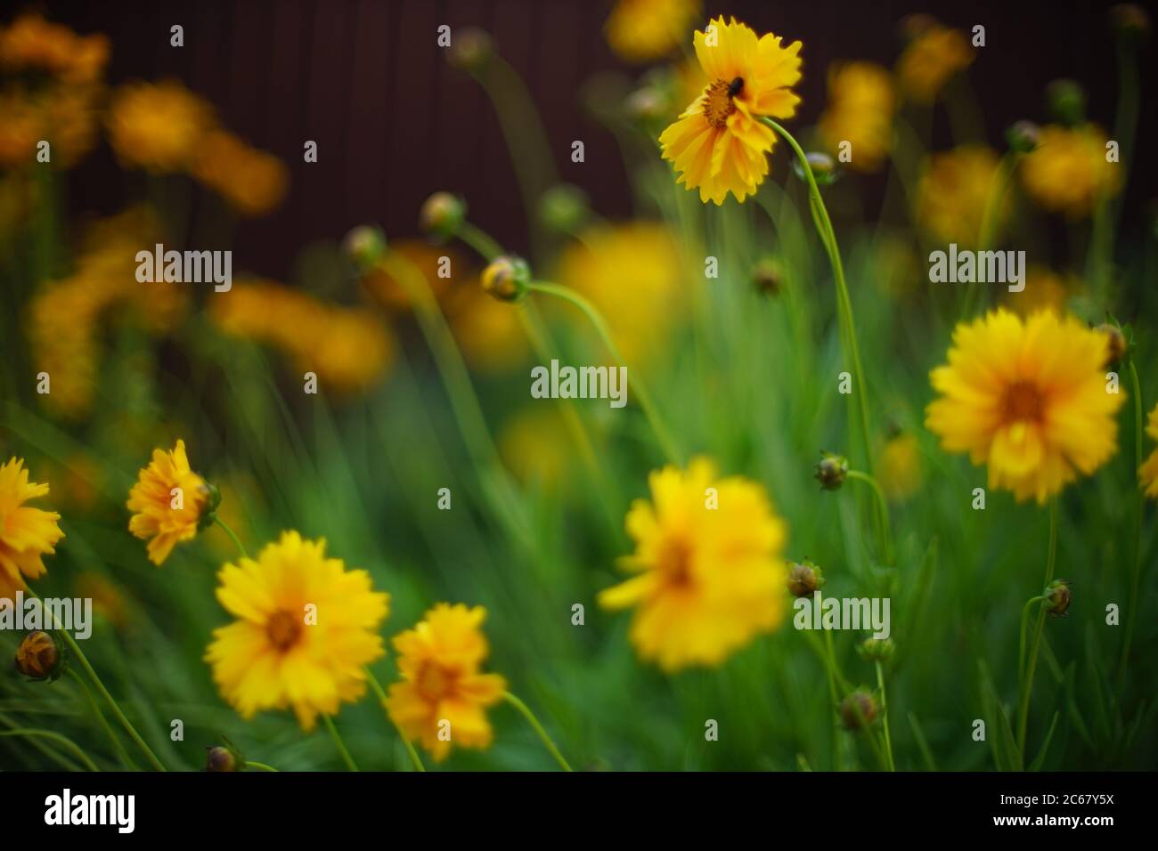 Coreopsis yellow flowers grow in the evening garden. Stock Photo