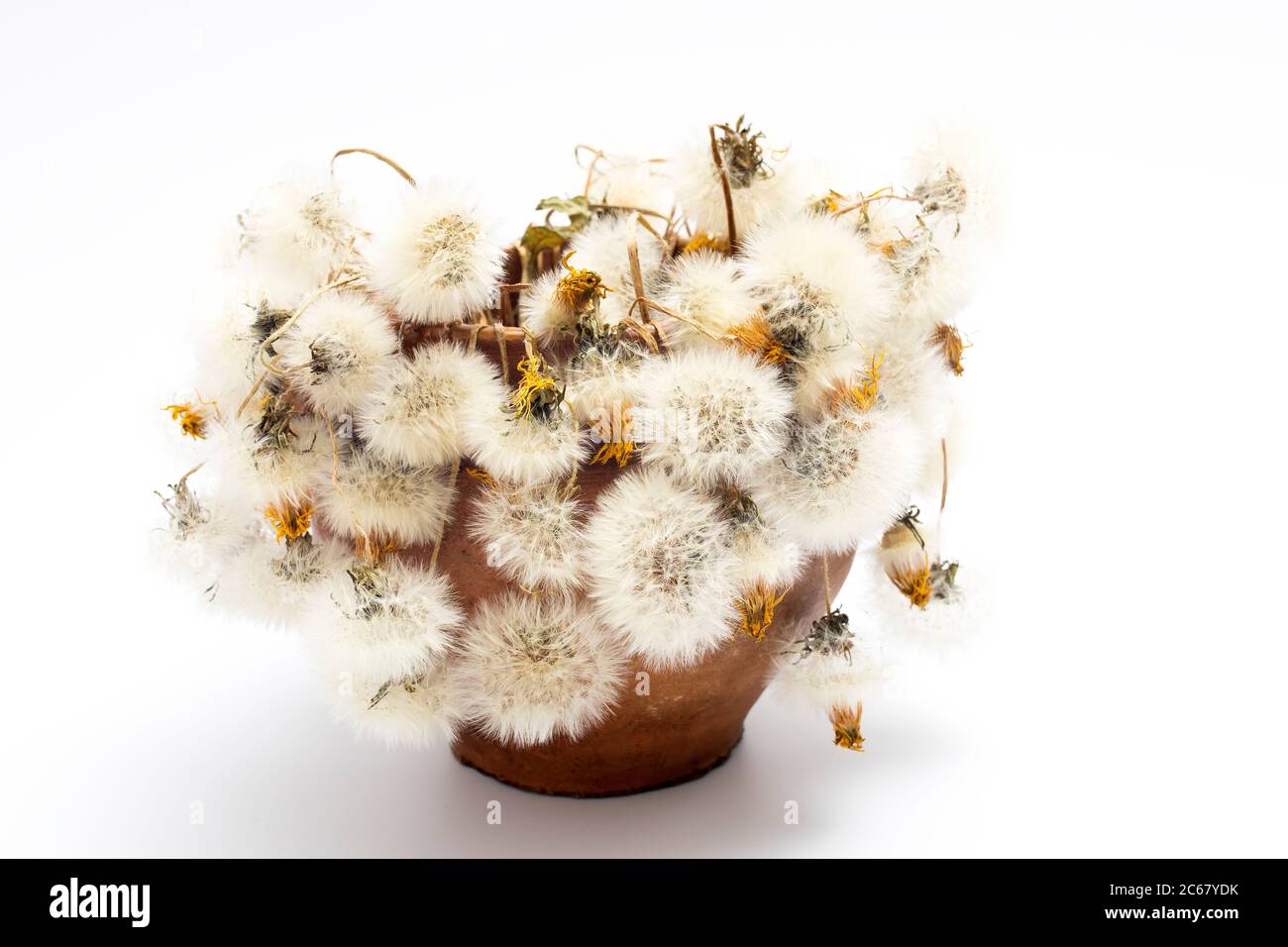 Withered bouquet of white dandelions in a clay pot. Design Stock Photo ...