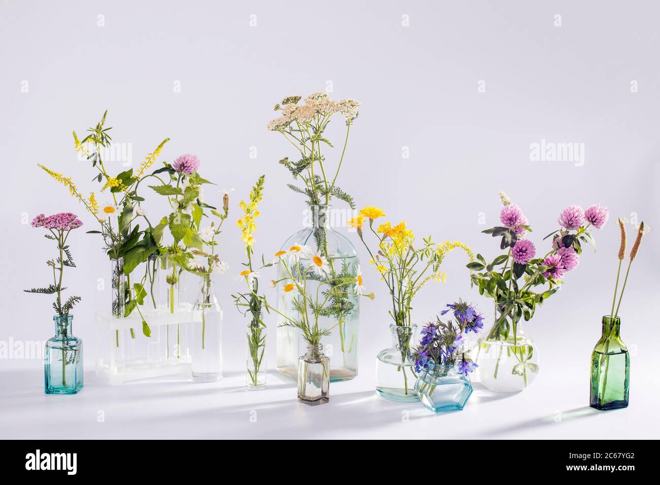 Wild field herbs in bottles of different shapes on a white-gray background as a decoration. Card, Bottle of essential oil with herbs on white backgrou Stock Photo