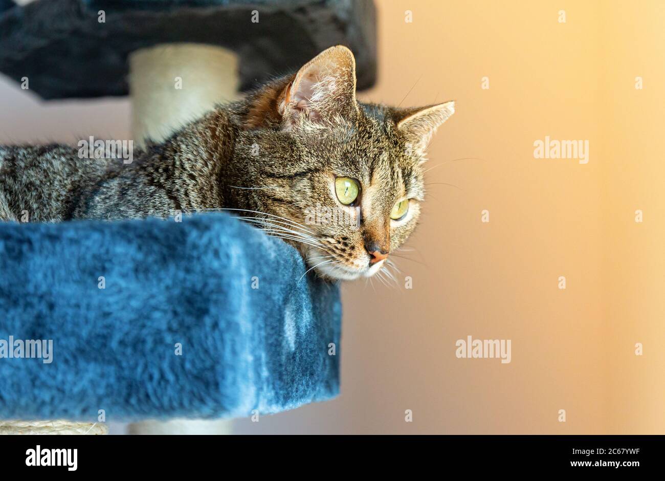 Cat lying on a scratcher looking at something, in the sunshine Stock Photo