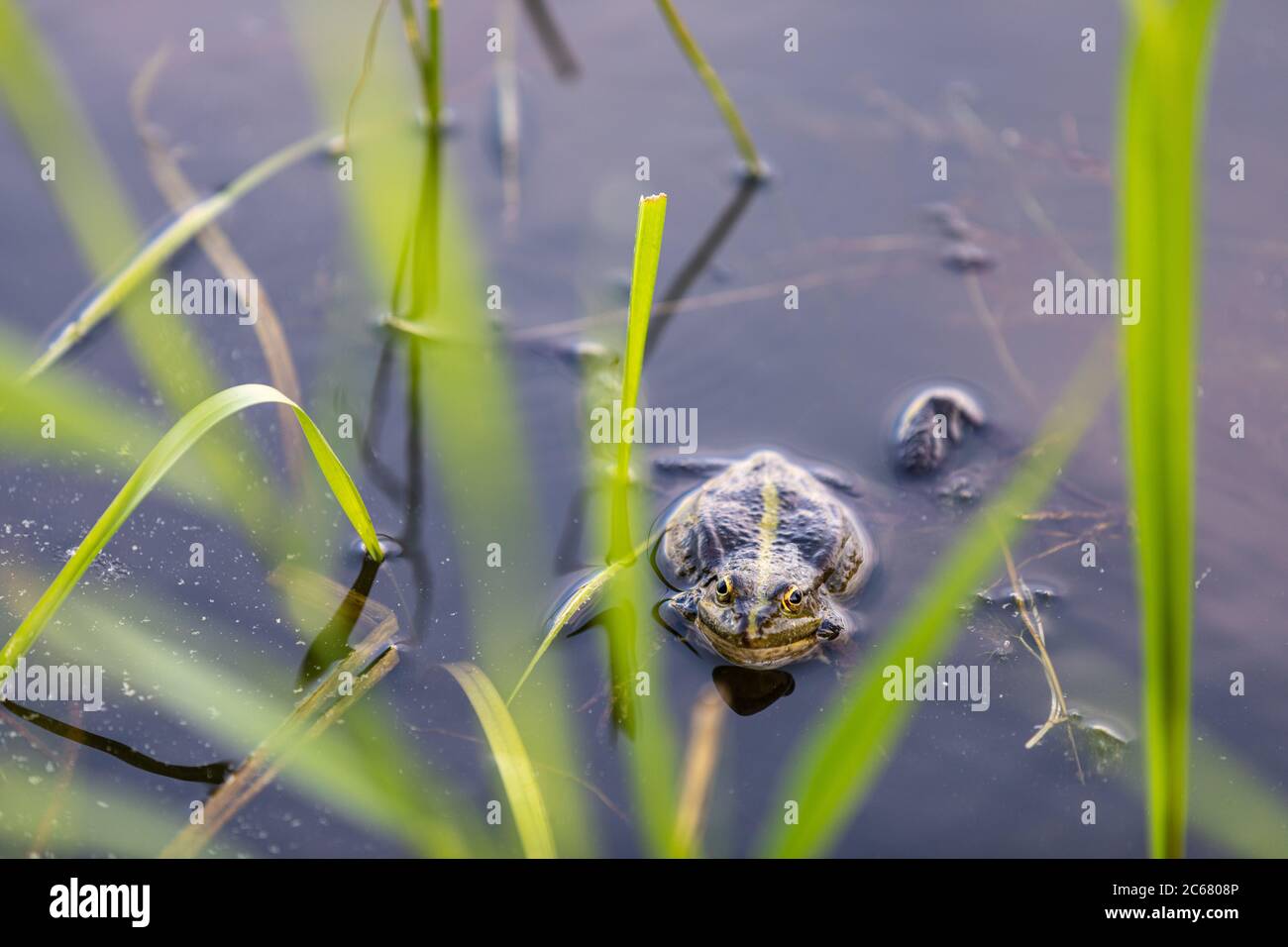Green frog swims in the water in a swamp. Croaks loudly, blowing bubbles. Courtship games. Nature and fauna in the summer. Stock Photo
