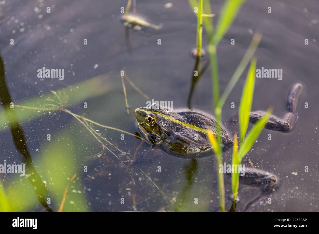 Green frog swims in the water in a swamp. Croaks loudly, blowing bubbles. Courtship games. Nature and fauna in the summer. Stock Photo