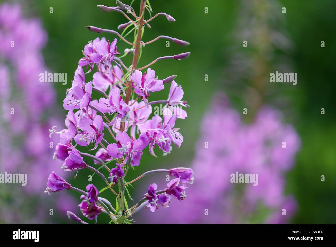 Pink flowers of Willow-herb (Ivan tea, fireweed) in a summer field Stock Photo