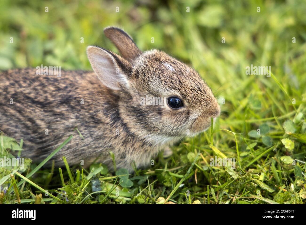 Baby Bunny in the Back Yard Stock Photo Alamy
