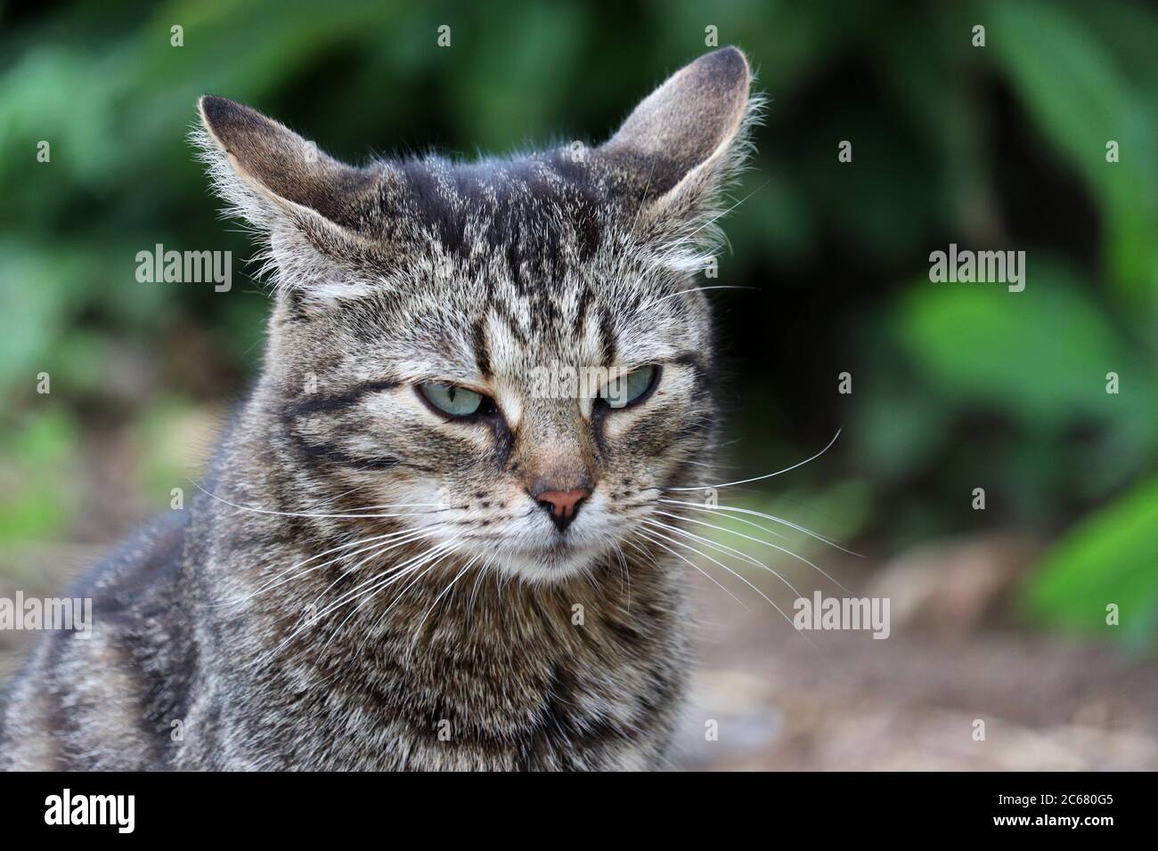 Annoyed Cat Angry Face Portrait Disgruntled Pet Evil Looking Concept Stock  Photo by ©LeonidSorokin 203880624