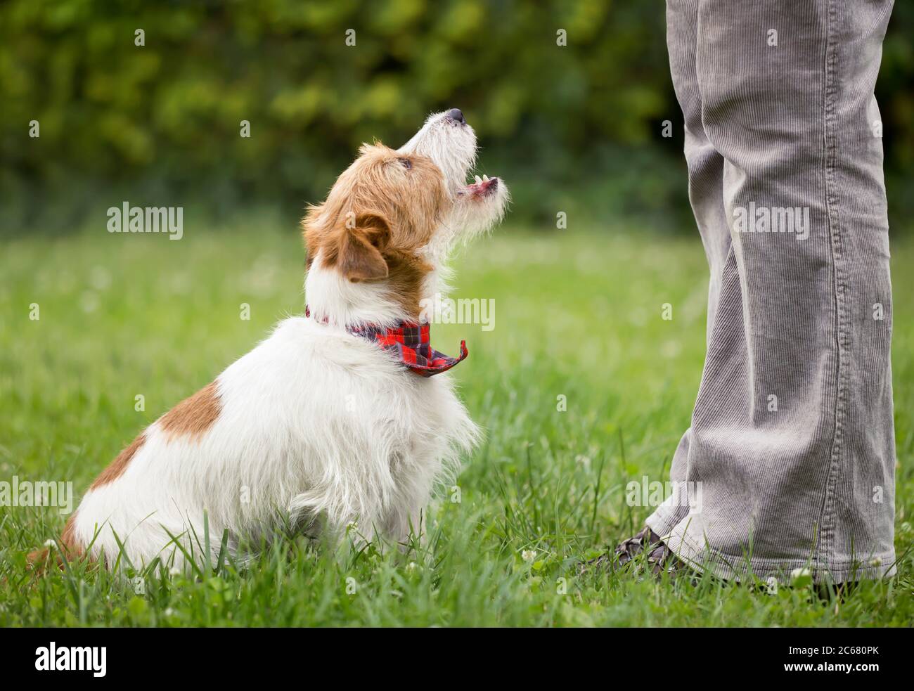 happy dog obedience training