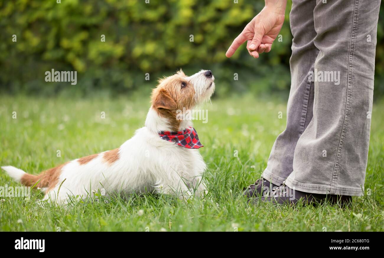 Trainer teaching a cute smart jack russell terrier dog puppy to sit in the grass. Pet obedience training concept, web banner. Stock Photo