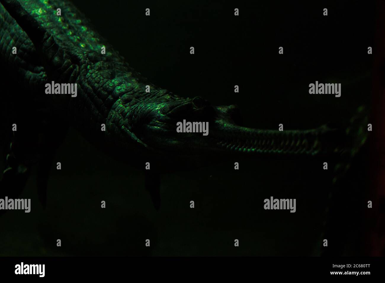 gavial crocodile under water in aquarium close up Stock Photo