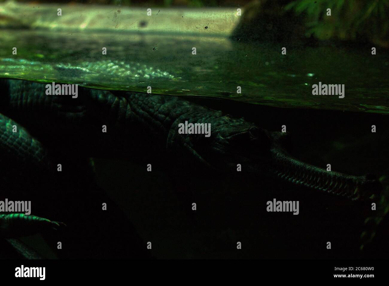 gavial crocodile under water in aquarium close up Stock Photo