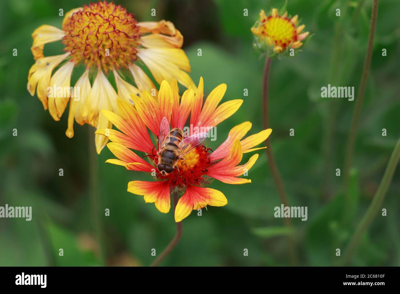 Bee collecting pollen from beautiful flowers (Gaillardia pulchella) know she as fire wheel, Indian blanket or sundance Stock Photo