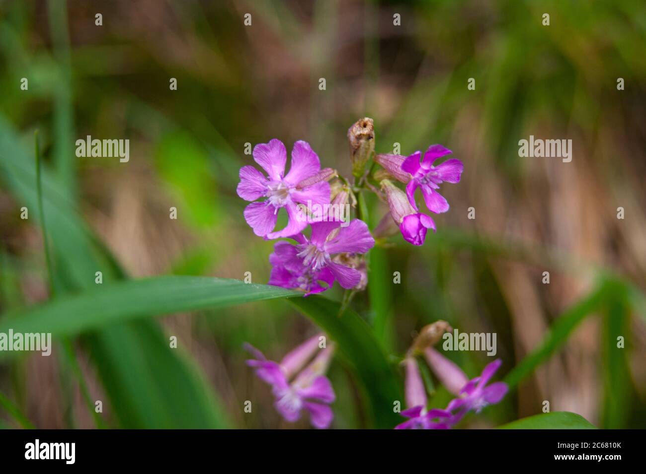 sticky catchfly or clammy campion viscaria vulgaris flower Stock Photo