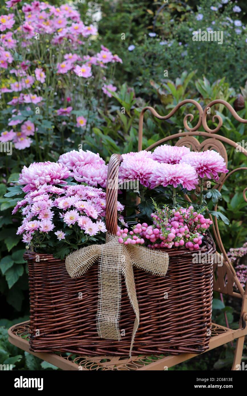 pink chrysanthemums and prickly heath in basket in autumn garden Stock Photo