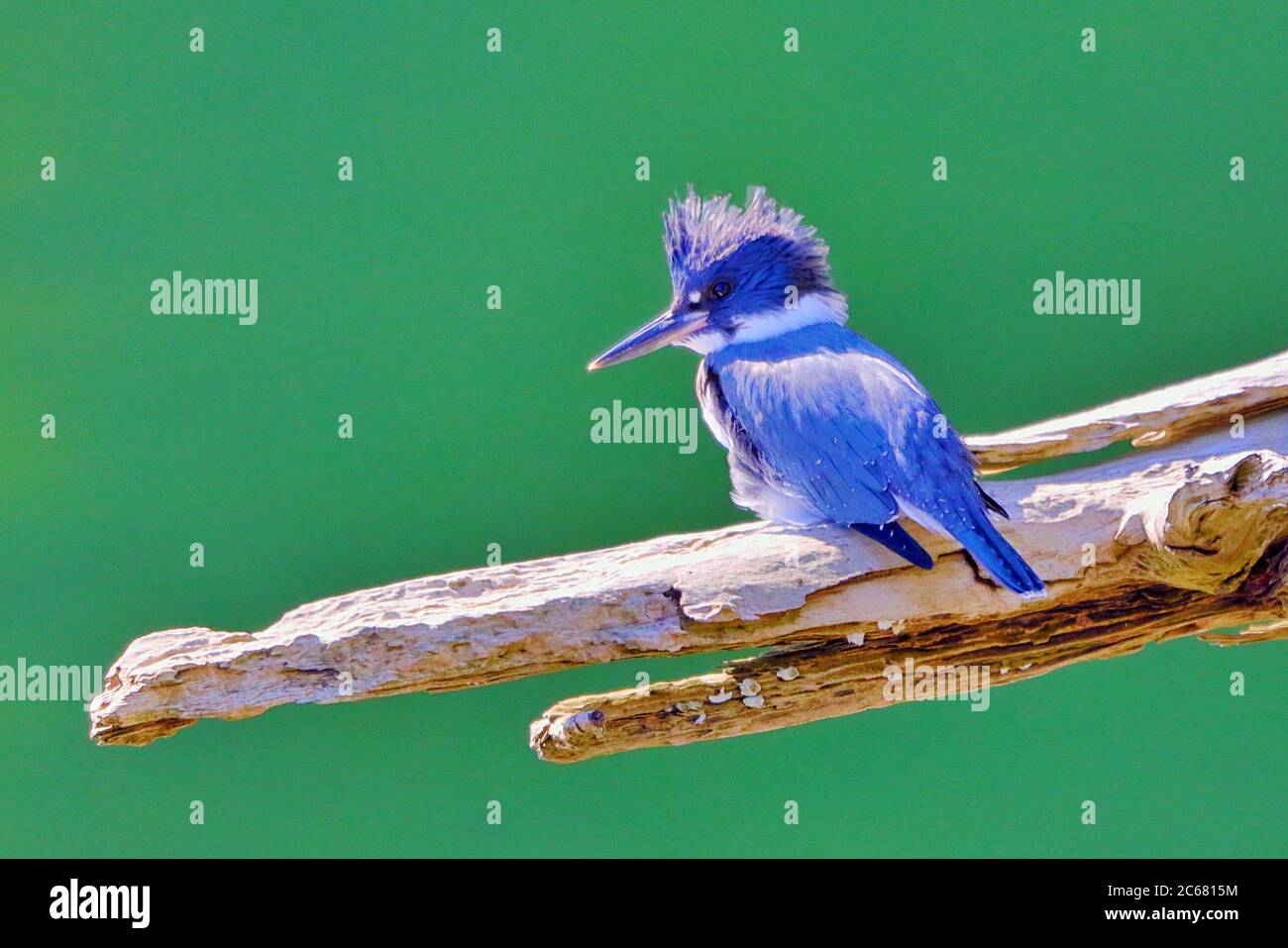 A Belted Kingfisher (Megaceryle alcyon) perched on a branch overlooking emerald green water near Campbell River, Vancouver Island, Canada. Stock Photo