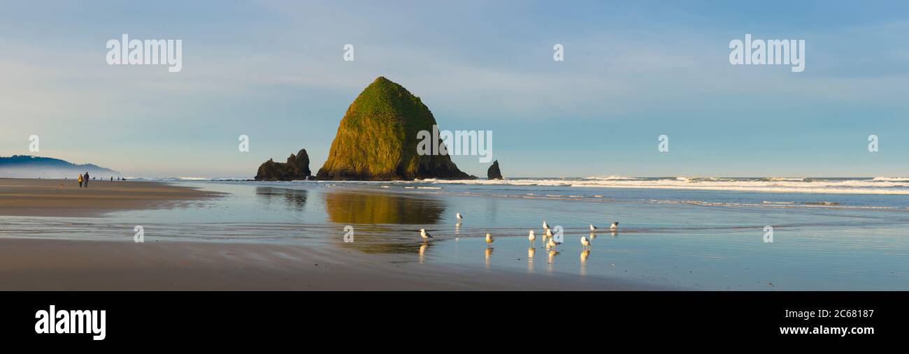 Flock of birds standing on Cannon Beach with Haystack Rock in background, Oregon, USA Stock Photo