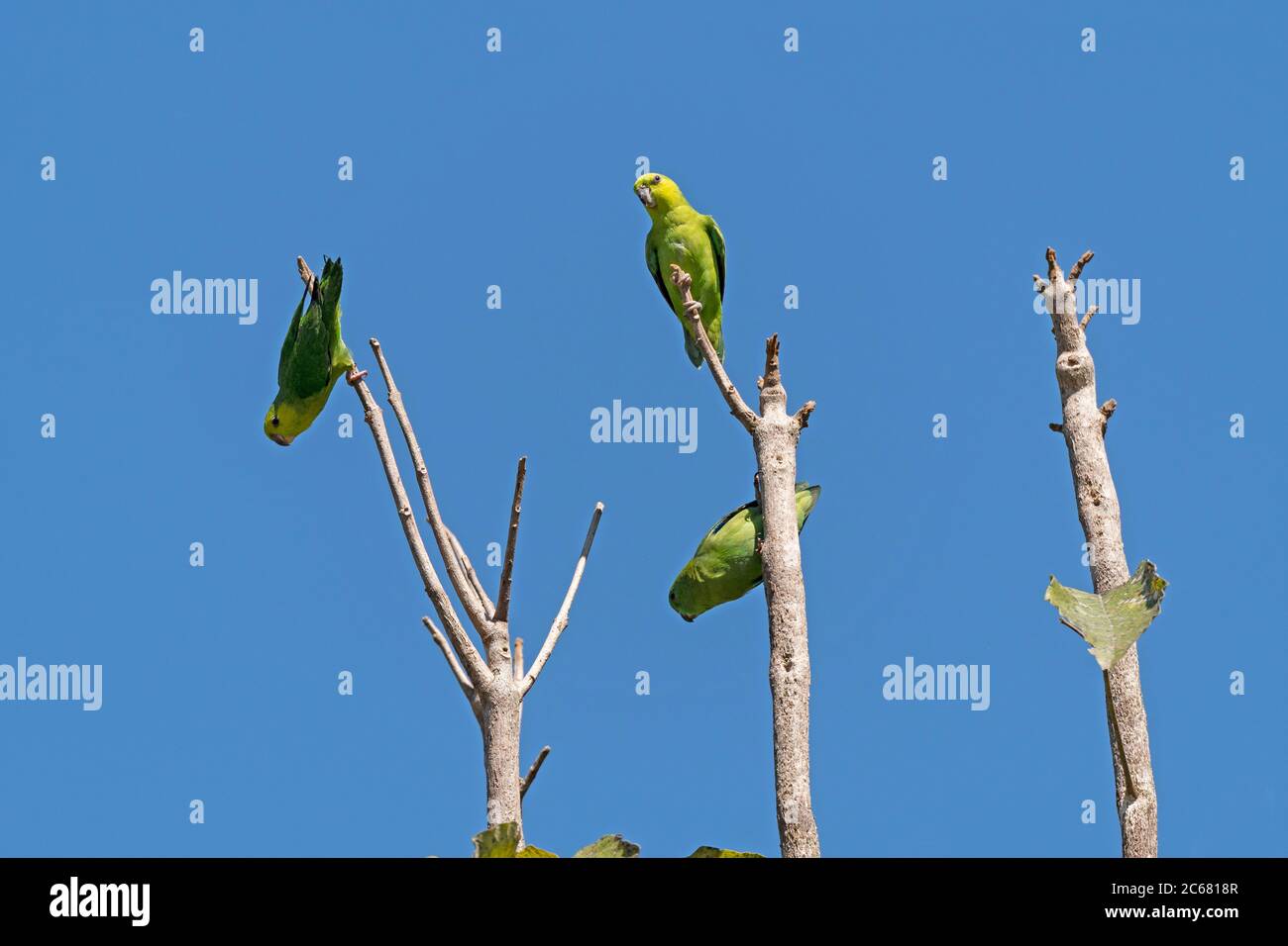 Dusky Billed Parrotlet in the Trees in an Amazon Clearing in Brazil Stock Photo