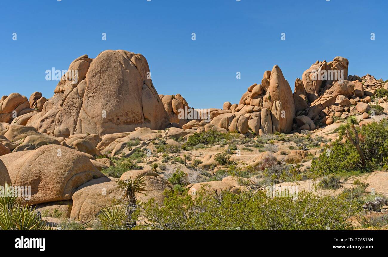 Arid Panorama in the Desert Spring in Joshua Tree National Monument in California Stock Photo