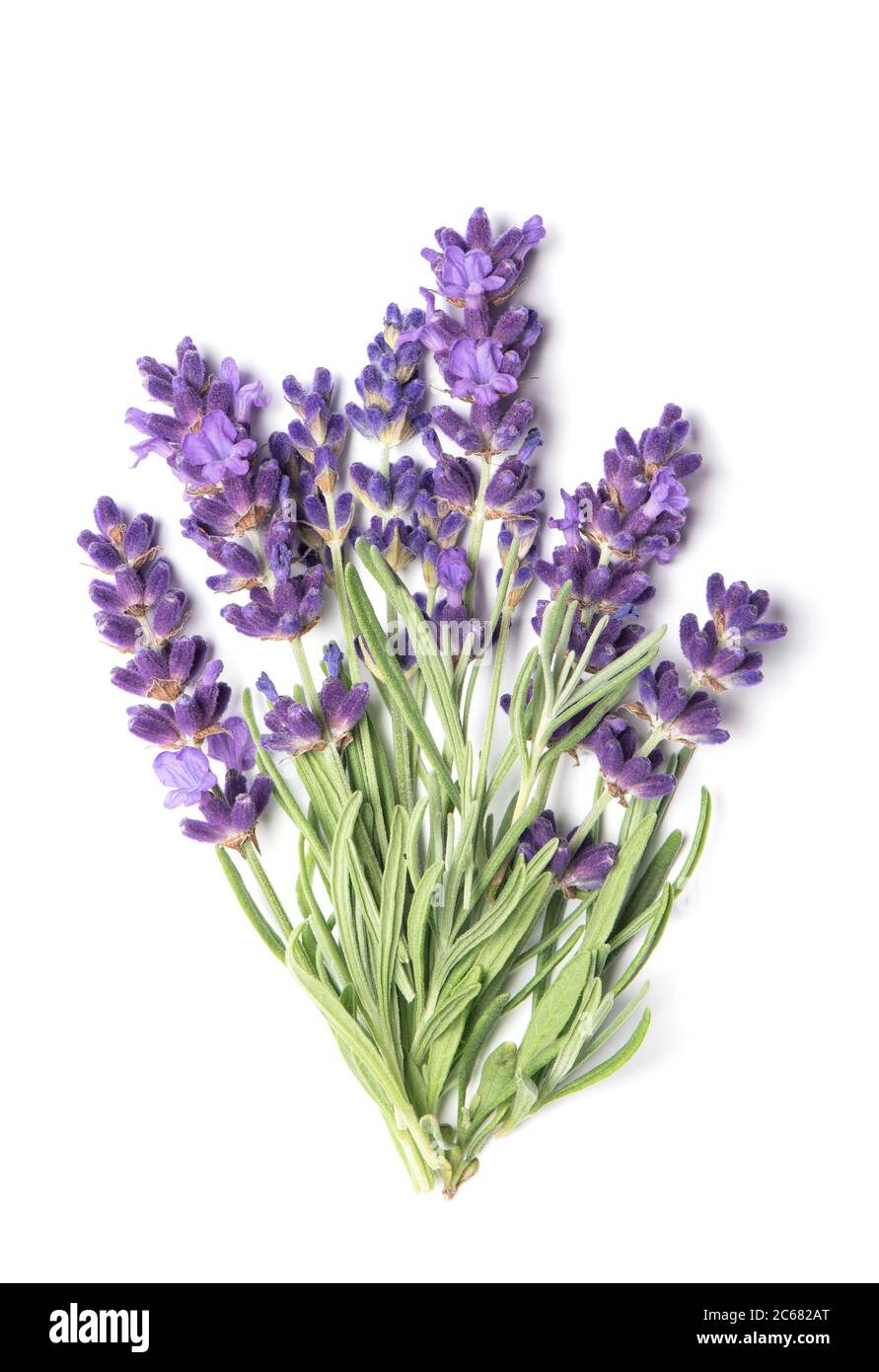 Lavender flowers bouquet on white background Stock Photo - Alamy