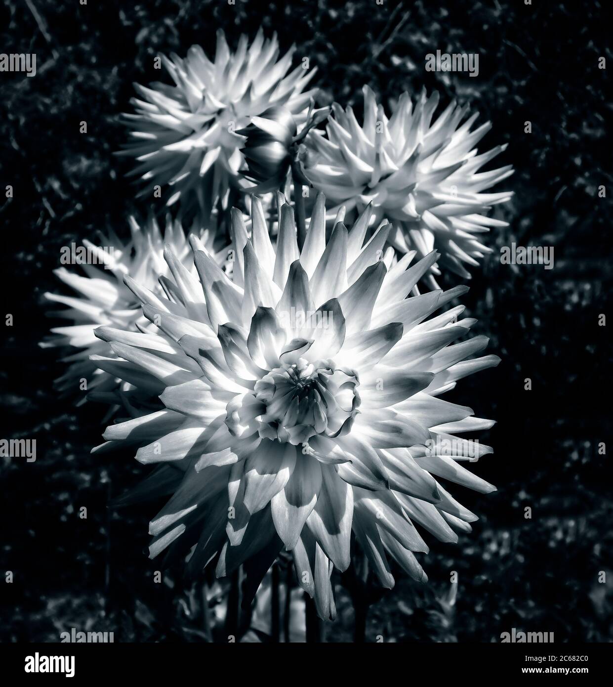 Black dahlia flower hi-res stock photography and images - Alamy