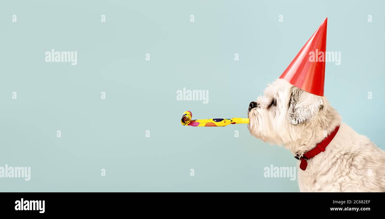 Birthday dog celebrating with party hat and blow-out Stock Photo