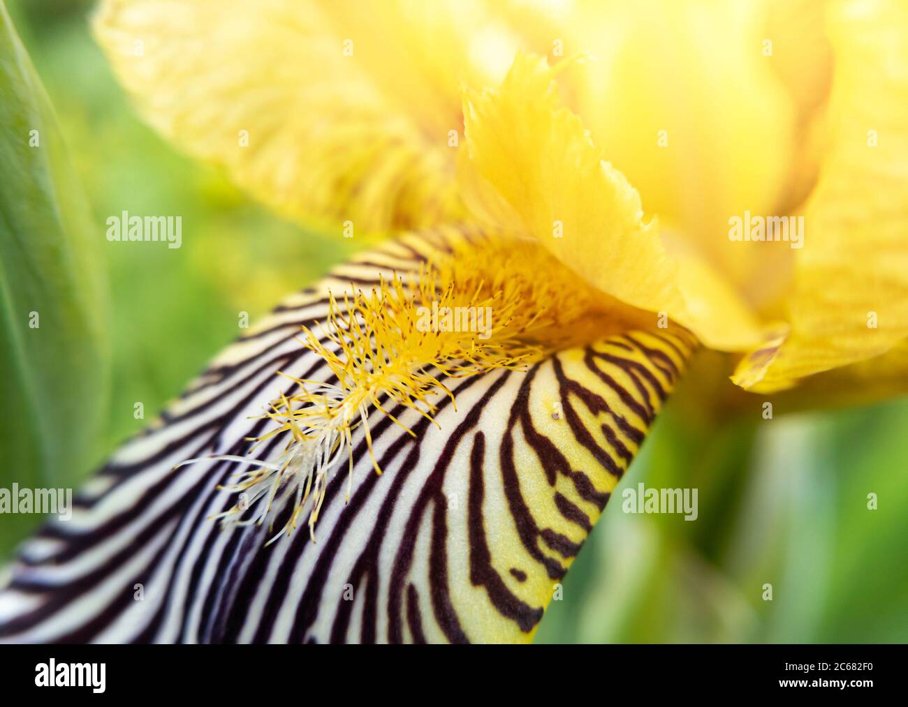 Macro photo of yellow iris flower with focus on pestle and stamen with sunlight. Stock photo. Stock Photo