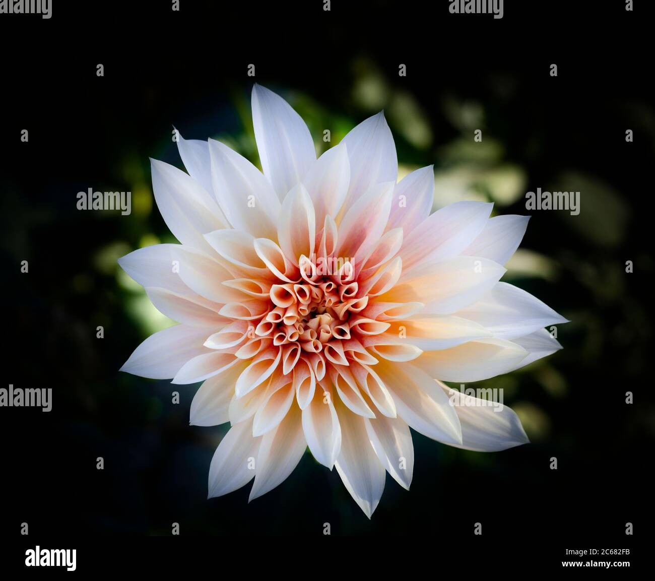 Glowing Dahlia flower, California, USA Stock Photo