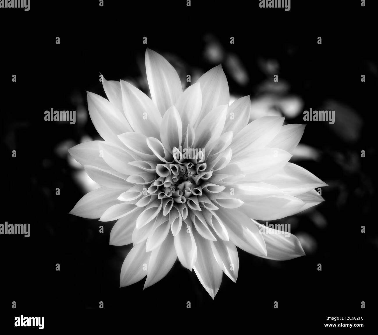 Dahlia close Black and White Stock Photos & Images - Alamy