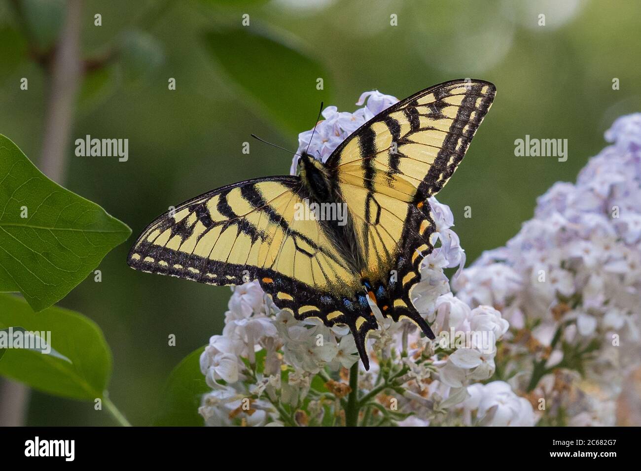 Canadian Tiger Swallowtail butterfly on lilac flowers Stock Photo - Alamy