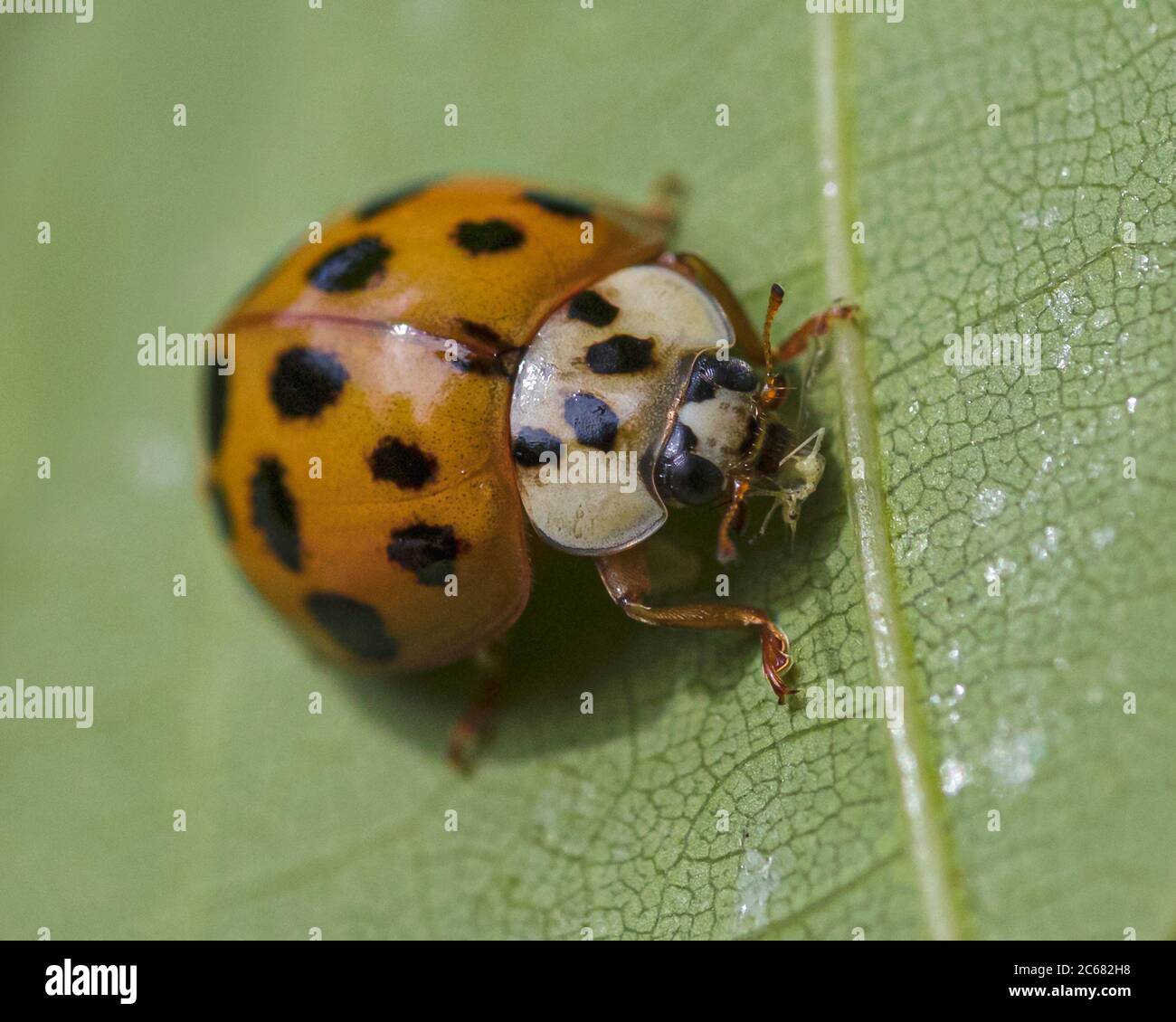Asian lady beetle eating aphid on green leaf Stock Photo