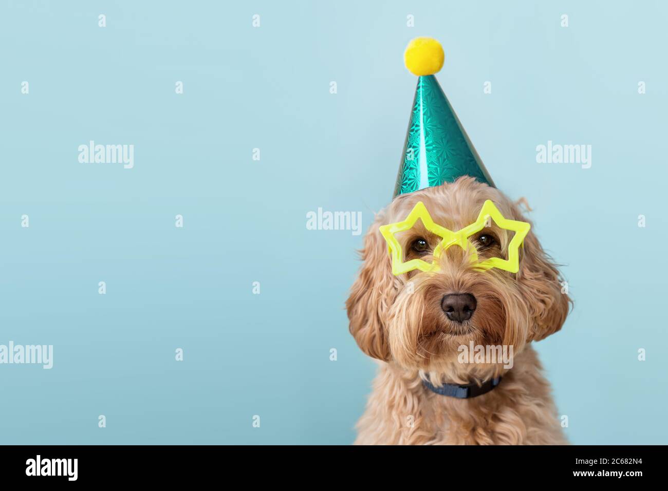 Cute dog at a birthday party wearing party hat and star glasses Stock Photo