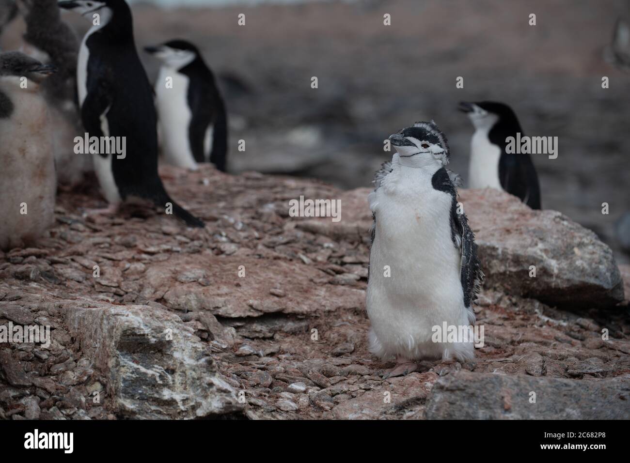 Moulting adult Chinstrap Penguin (Pygoscelis antarctica) on Signy Island, South Shetlands, Antarctica Stock Photo