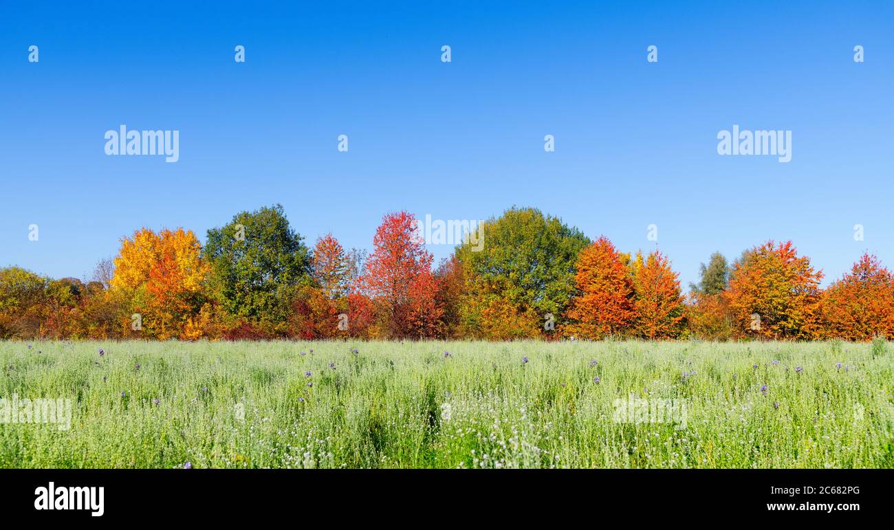 Colorful trees in autumn across agricultural field, Baden-Wurttemberg, Germany Stock Photo