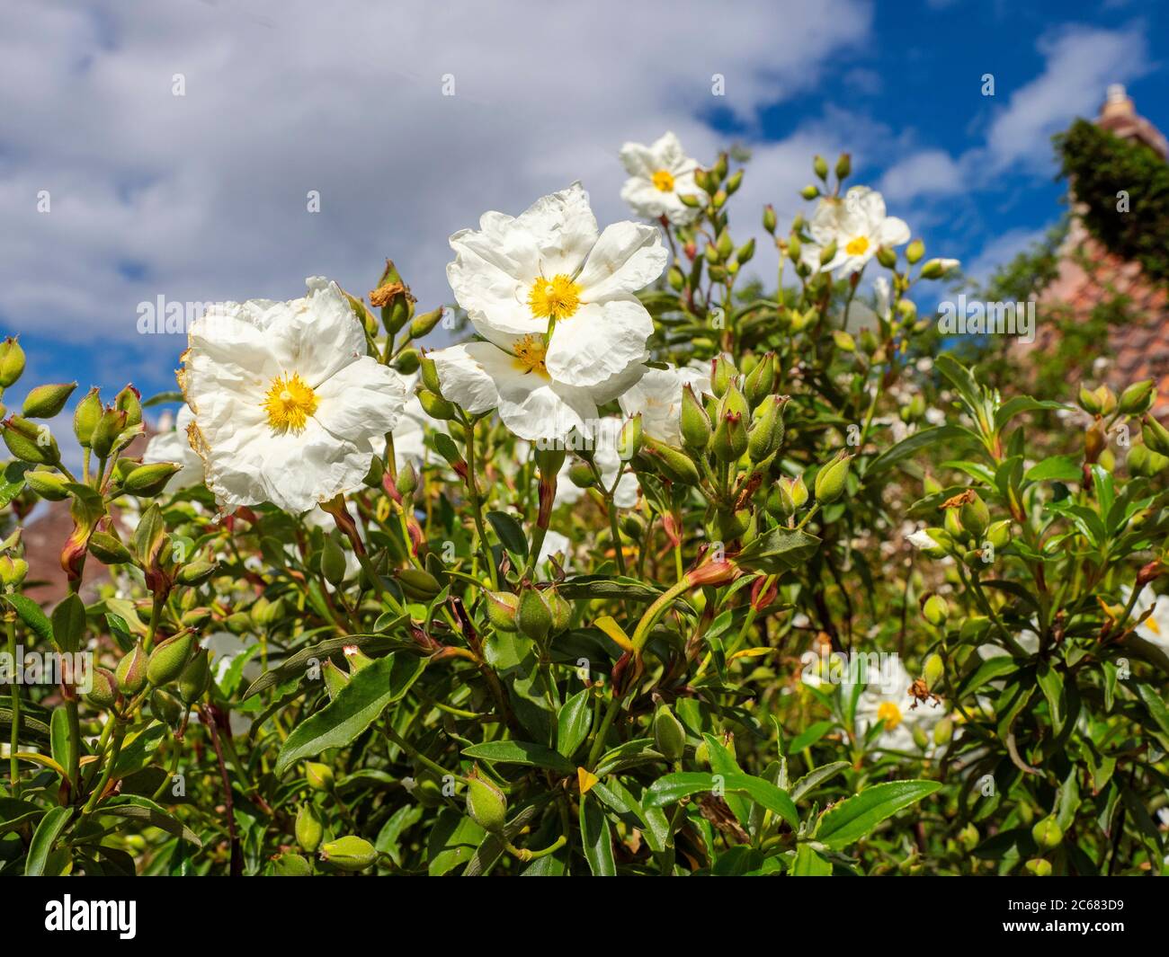 Cistus flowers, a genus of flowering plants in the rockrose family Cistaceae, containing about 20 species. Stock Photo