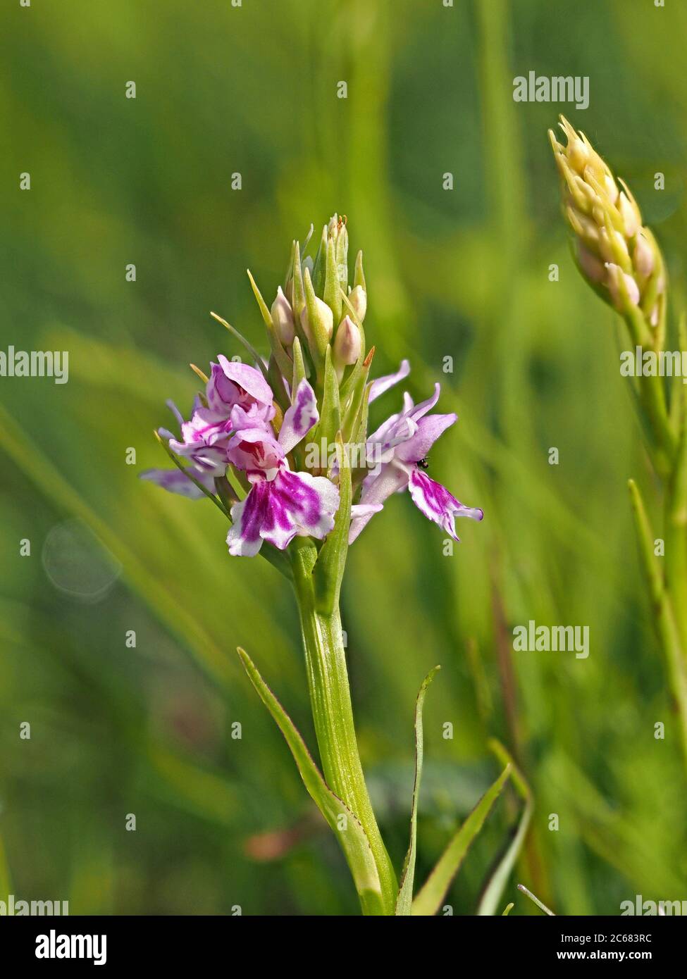 unusual colour variation of Heath Spotted Orchid (Dactylorhiza maculata or Dactylorhiza fuchsii) in wildflower meadow in Cumbria, England, UK Stock Photo