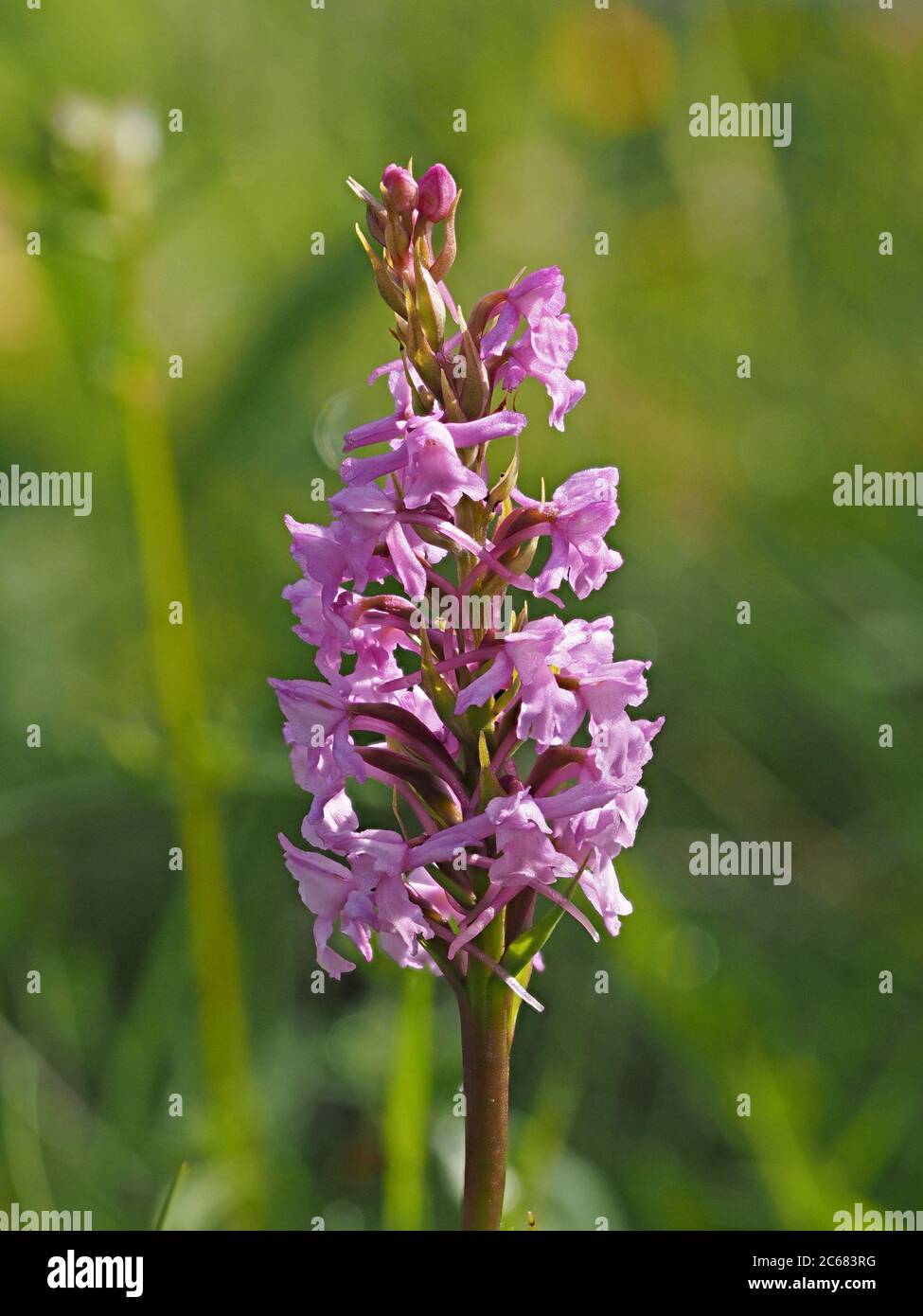 Flowerspike with dense pink flowers of Fragrant Orchid (Gymnadenia conopsea) or Chalk fragrant orchid in wildflower meadow in Cumbria, England, UK Stock Photo