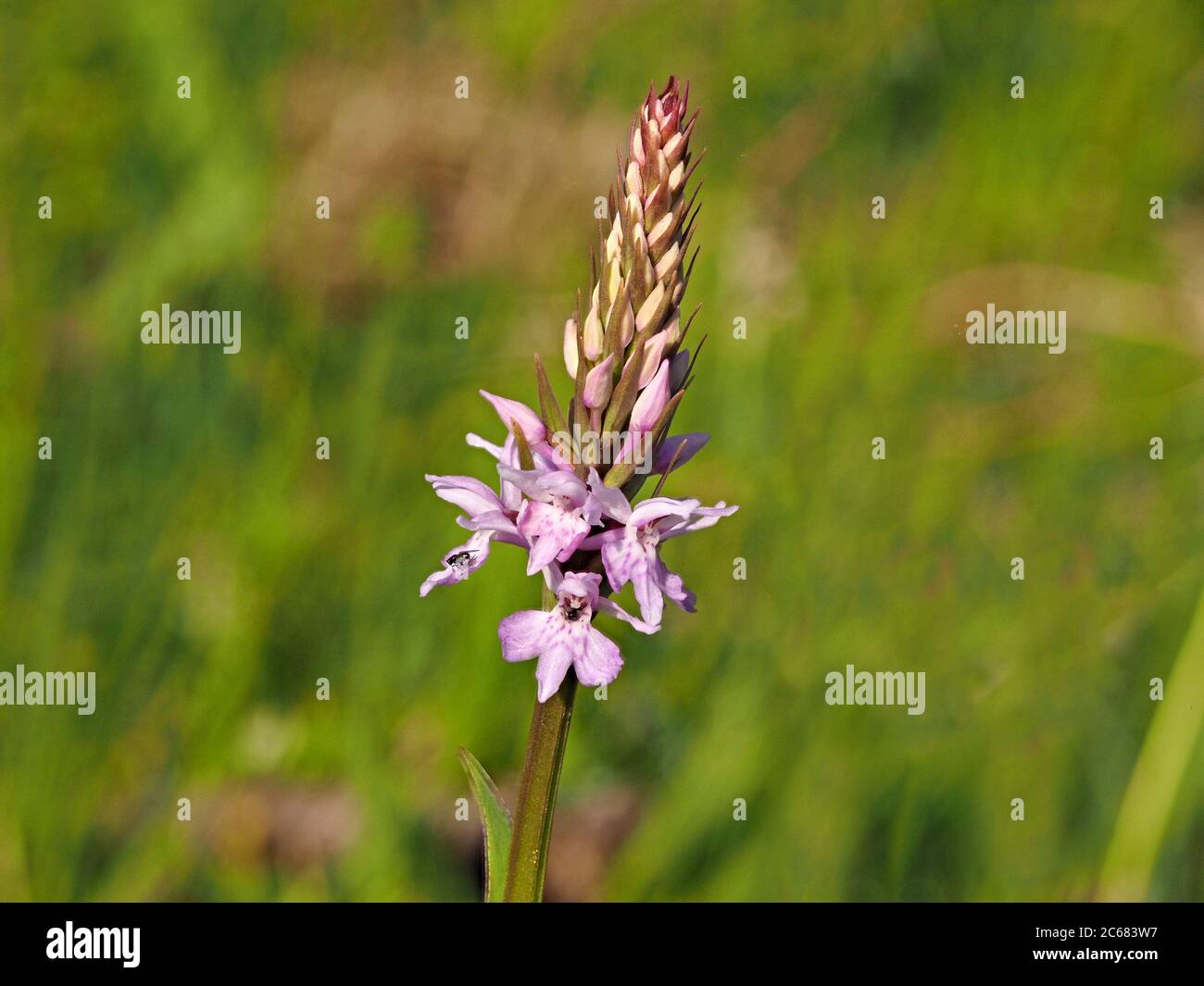 tiny insects on flowers of Common Spotted Orchid (Dactylorhiza fuchsia - possible x with Fragrant Orchid Gymnadenia conopsea) in Cumbria, England, UK Stock Photo