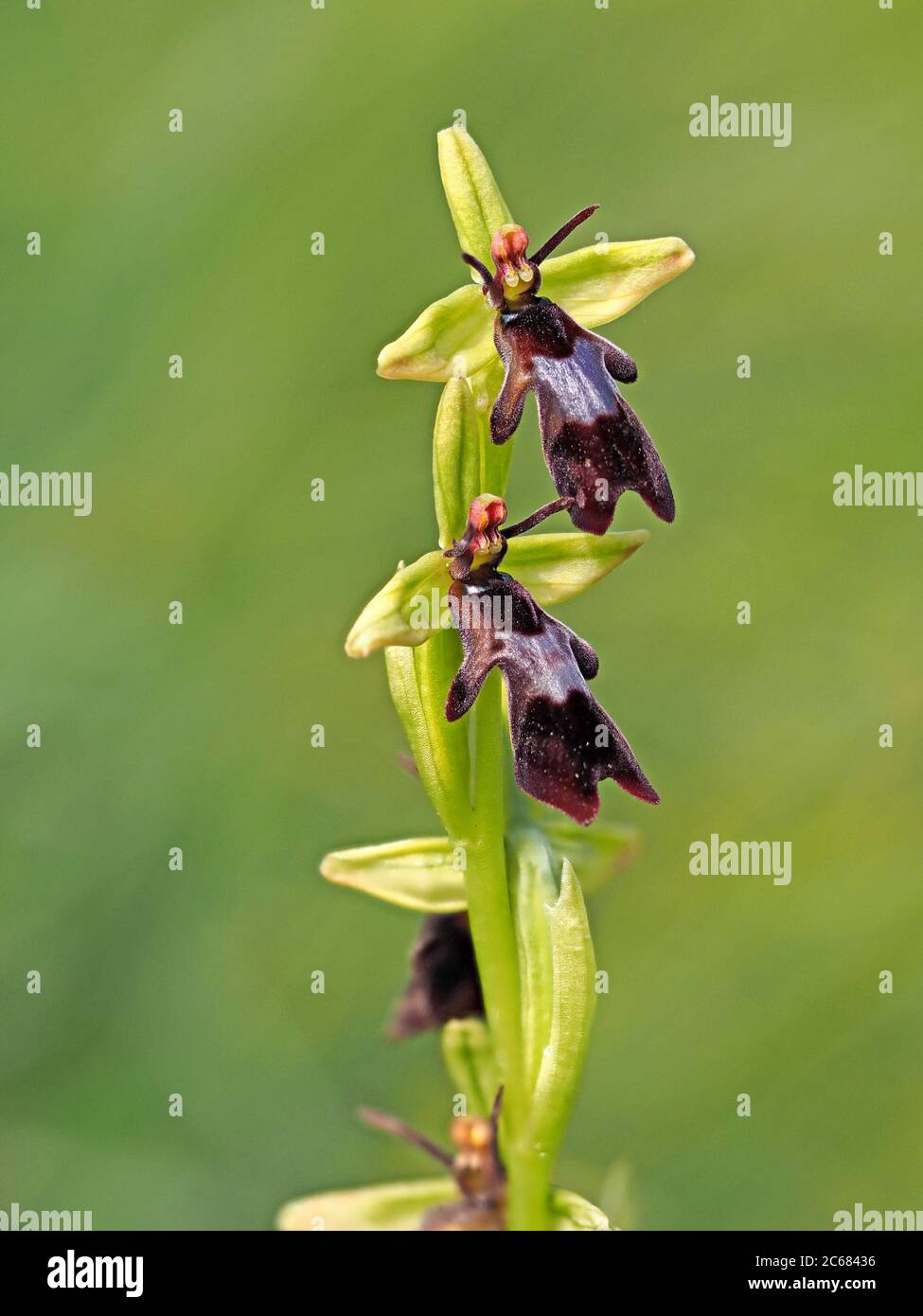 Fly Orchid (Ophrys insectifera) Cumbria, England, UK Stock Photo