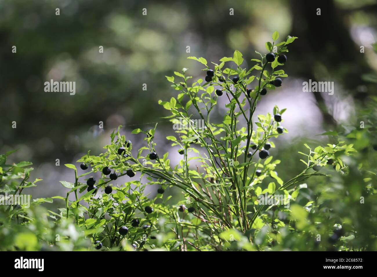 many wild berries attached to plant surrounded by green foliage  Stock Photo