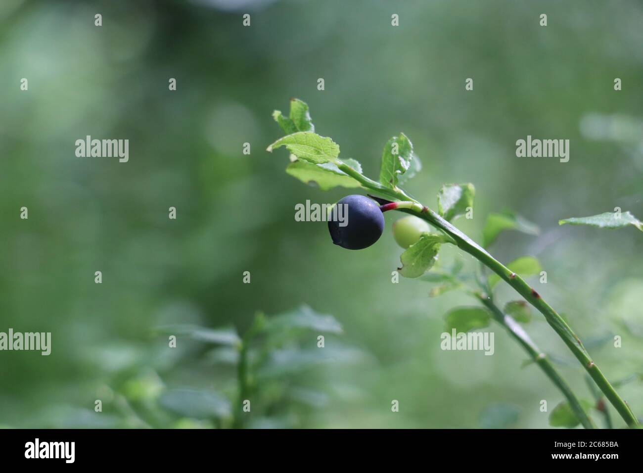 single wild berry attached to plant surrounded by green foliage  Stock Photo