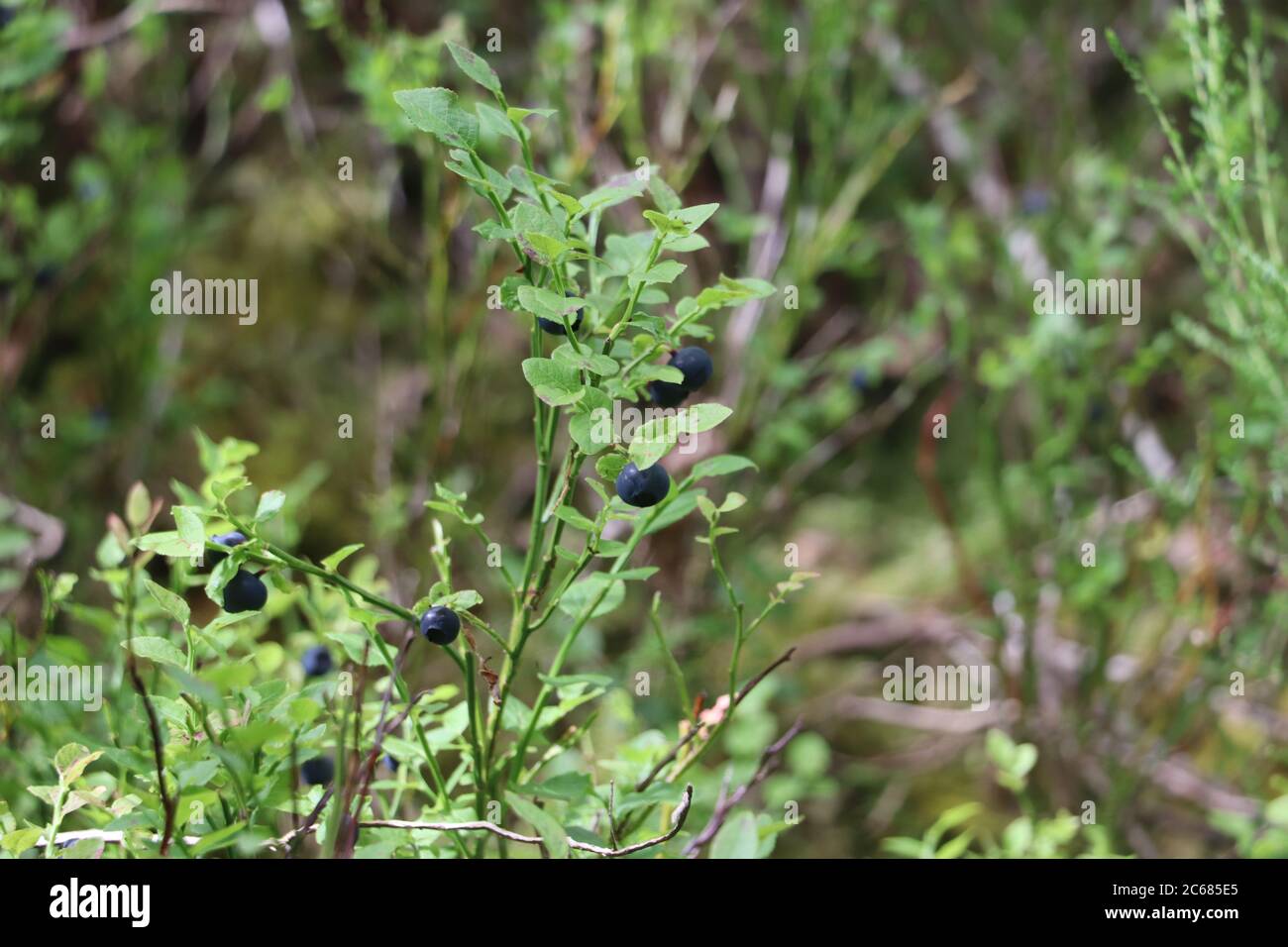 wild blue berries attached to plant surrounded by green foliage  Stock Photo