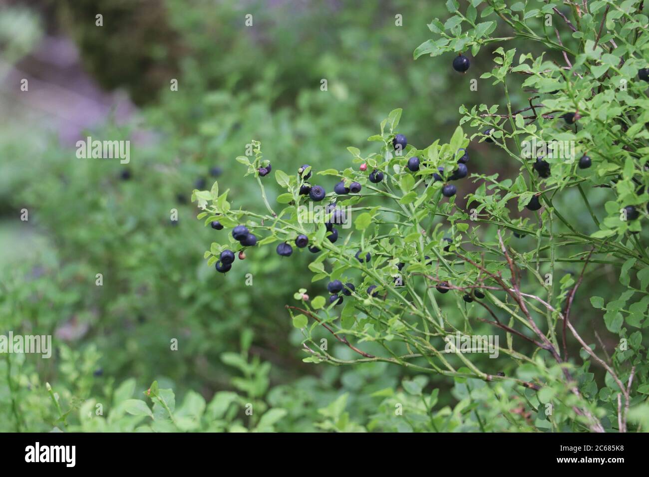 wild bilberries attached to plant surrounded by green foliage  Stock Photo