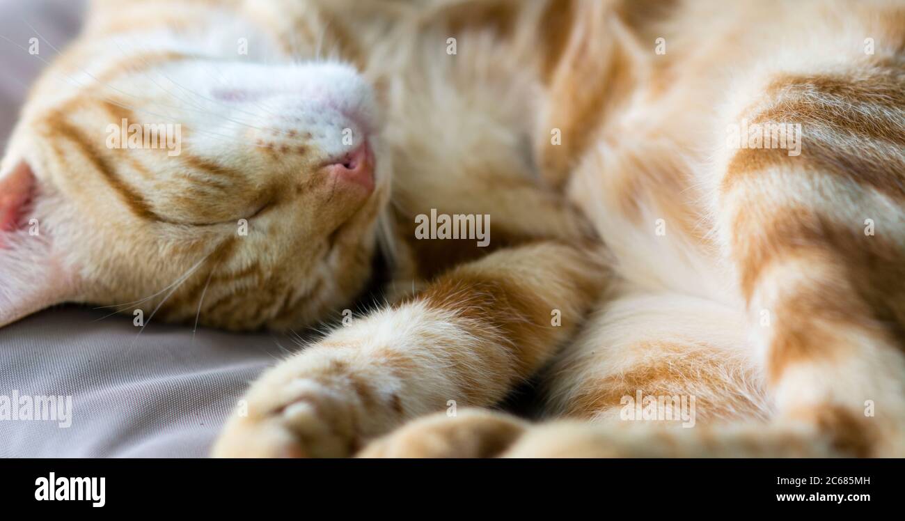 Ginger cat sleeping, Tautu, Aitutaki, Cook Islands Stock Photo