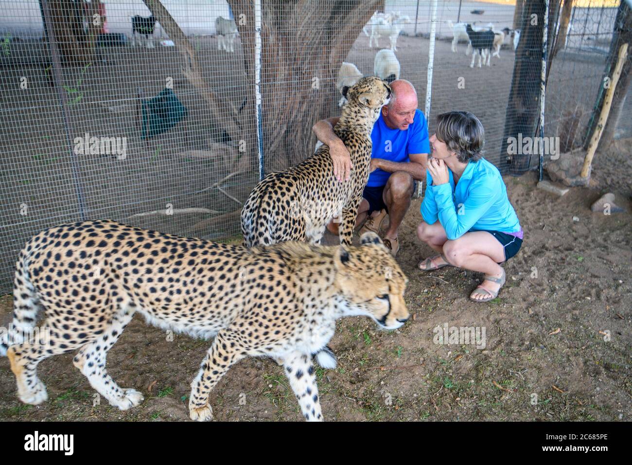 Man educates woman on his rescue efforts of his captive cheetahs in Quiver Tree Forest, Keetmanshoop, Namibia Stock Photo