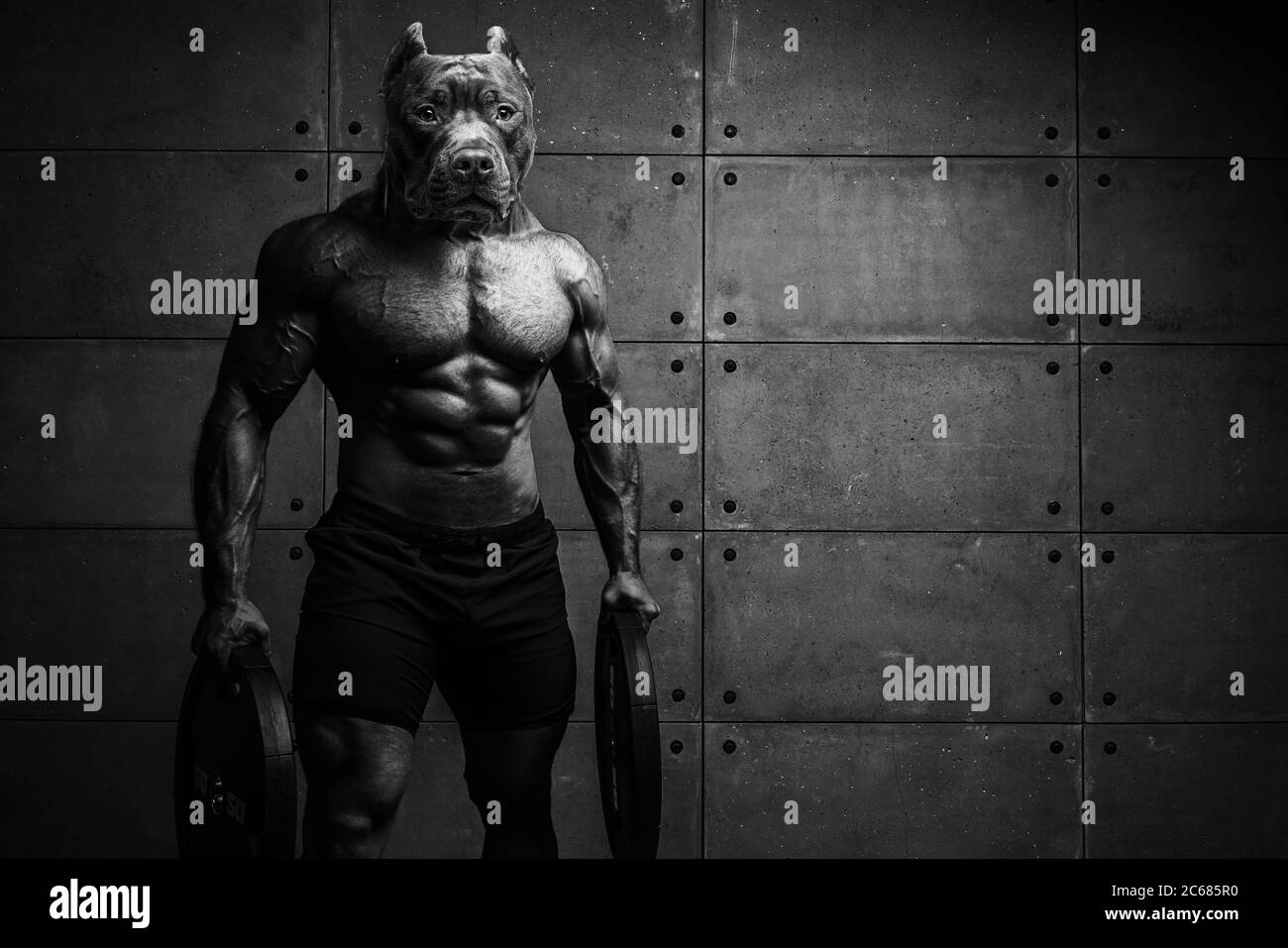 Bodybuilder man-dog stands on the background of a concrete wall Himur A man with a dog's head Stock Photo