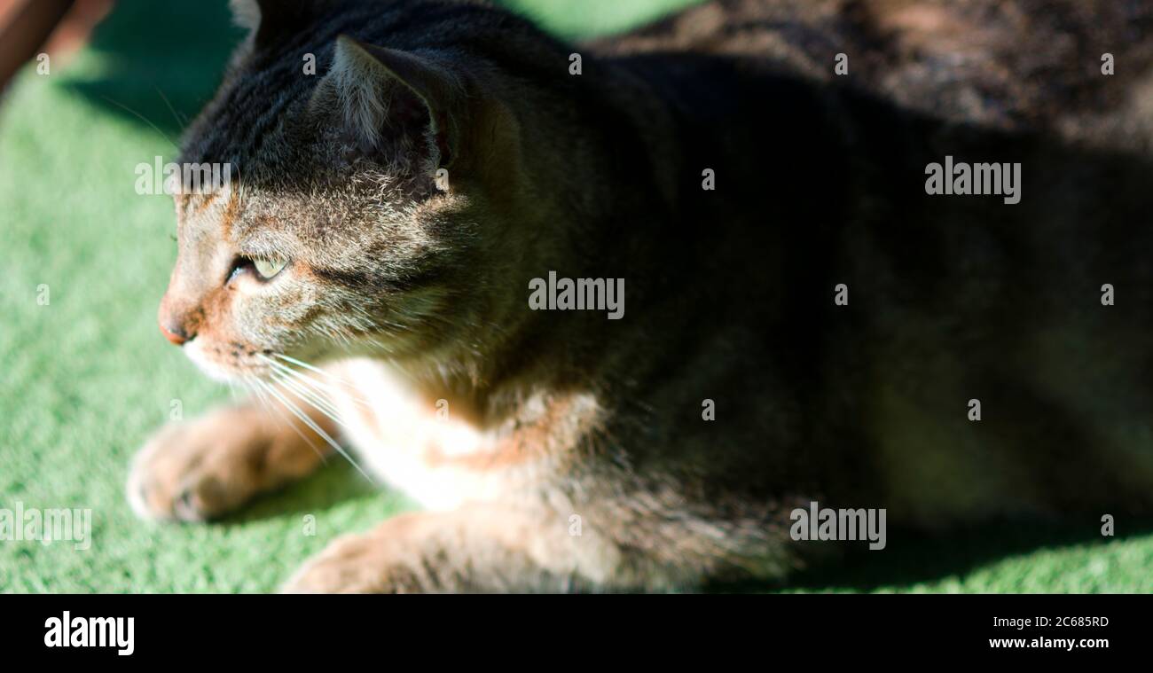Tabby cat, Tautu, Aitutaki, Cook Islands Stock Photo