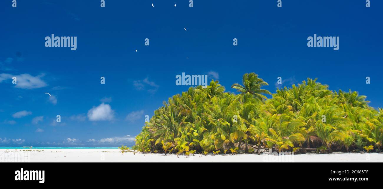 View of beach and palm trees, Aitutaki Lagoon, Aitutaki, Cook Islands Stock Photo