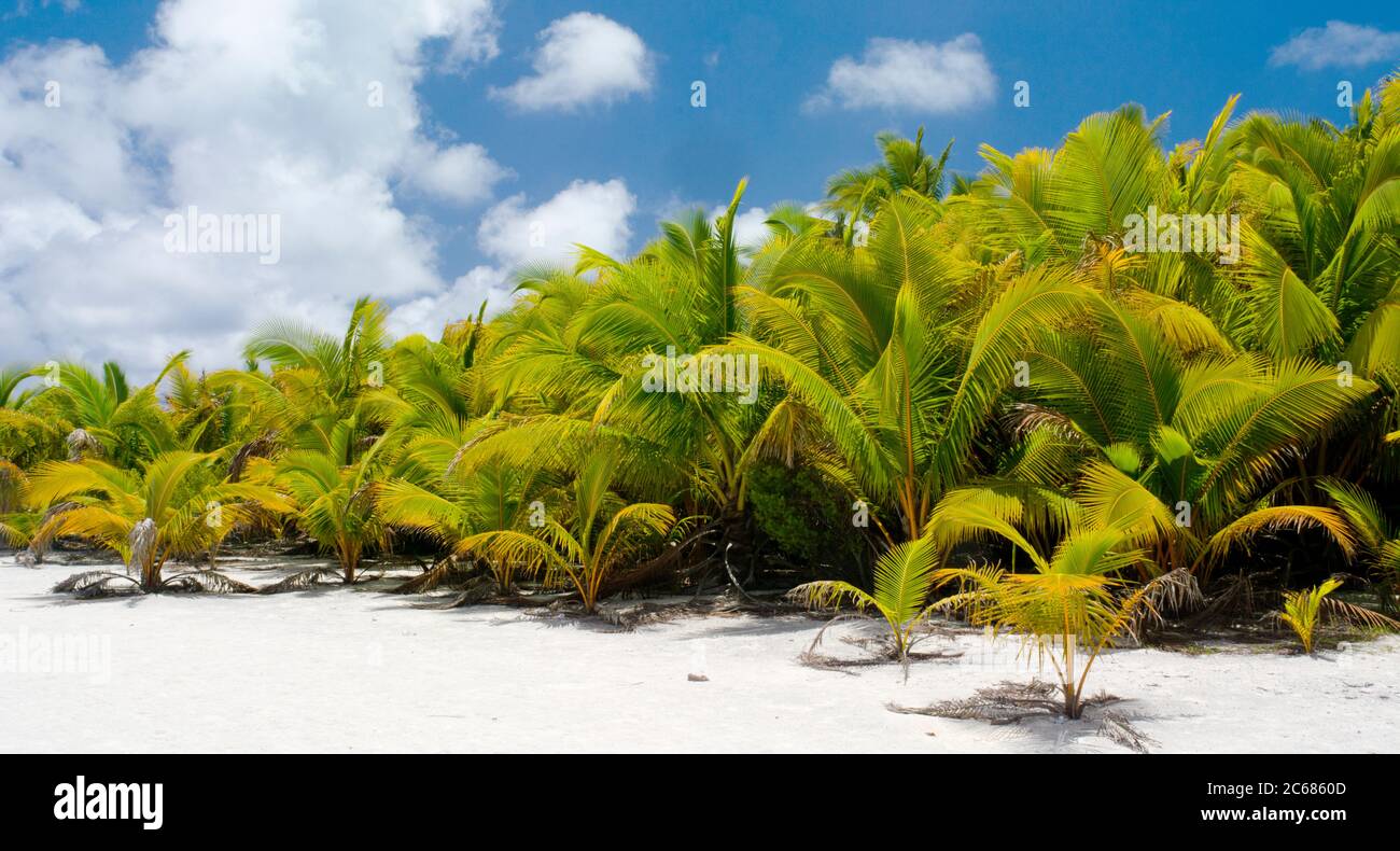 View of palm trees on Aitutaki Lagoon, Aitutaki, Cook Islands Stock Photo