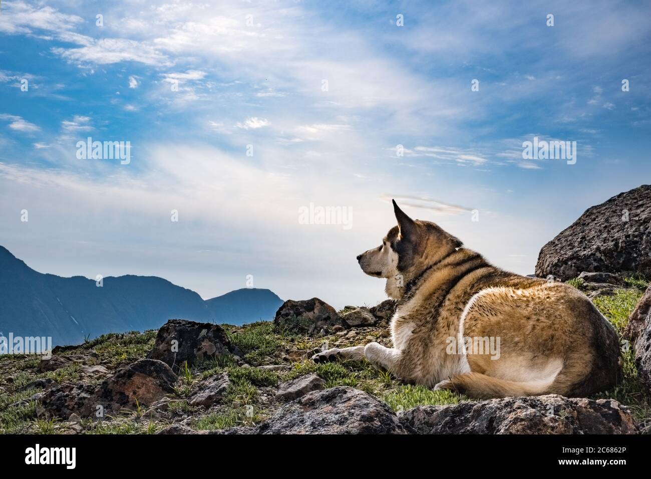 Pup looks to be angelic with a perfect halo cloud Stock Photo