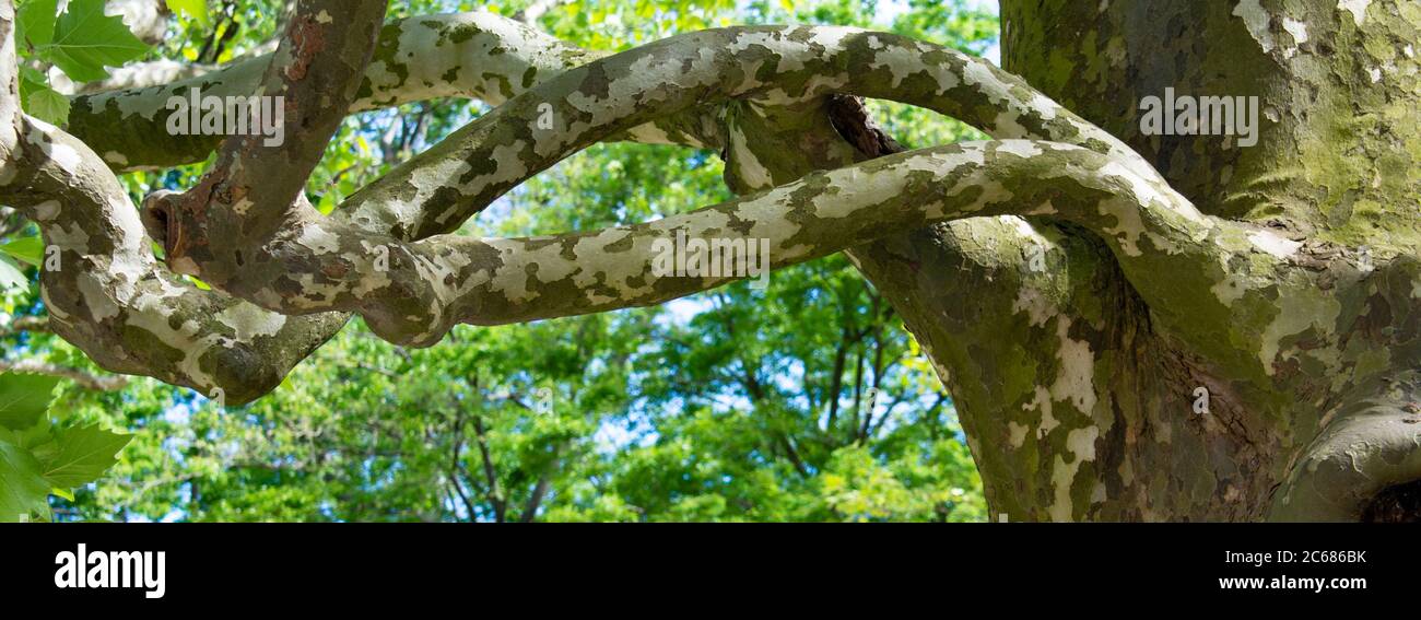 Tree with peeling Bark at Jardin des Plantes, Paris, France Stock Photo