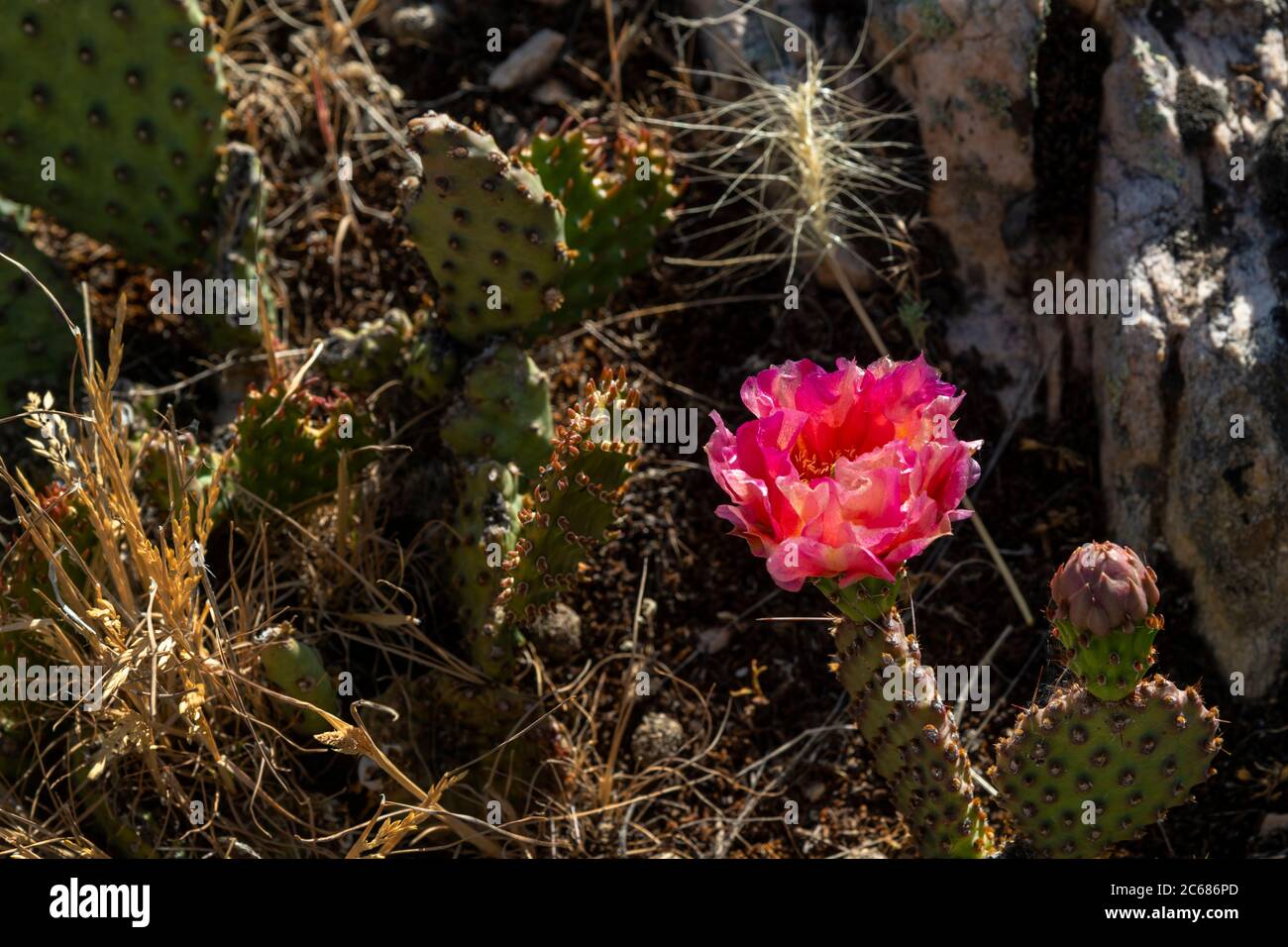 Pink cactus flower on rocky desert mountainside Stock Photo
