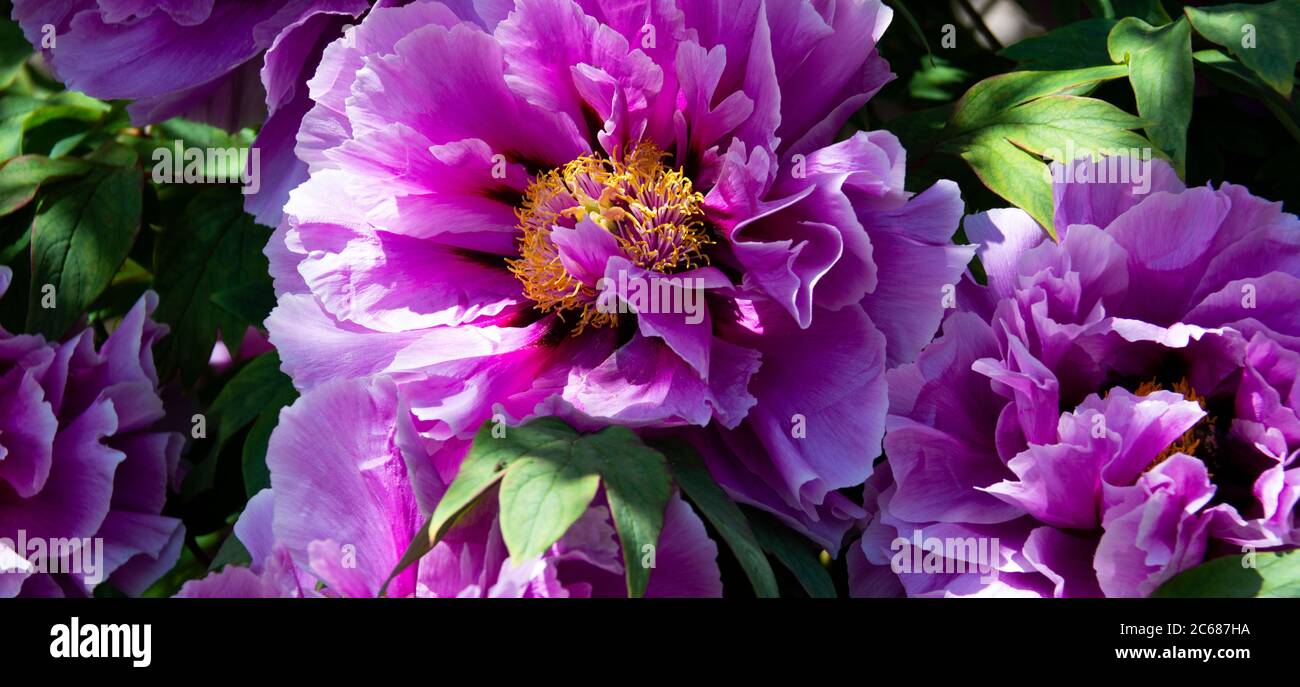 Close up of flower, Montmartre, Paris, France Stock Photo